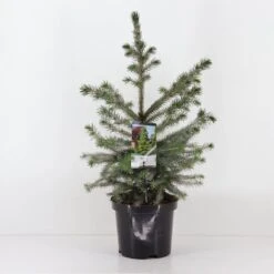 Picea Omorika -Wrights Tienda picea omorika nana 4
