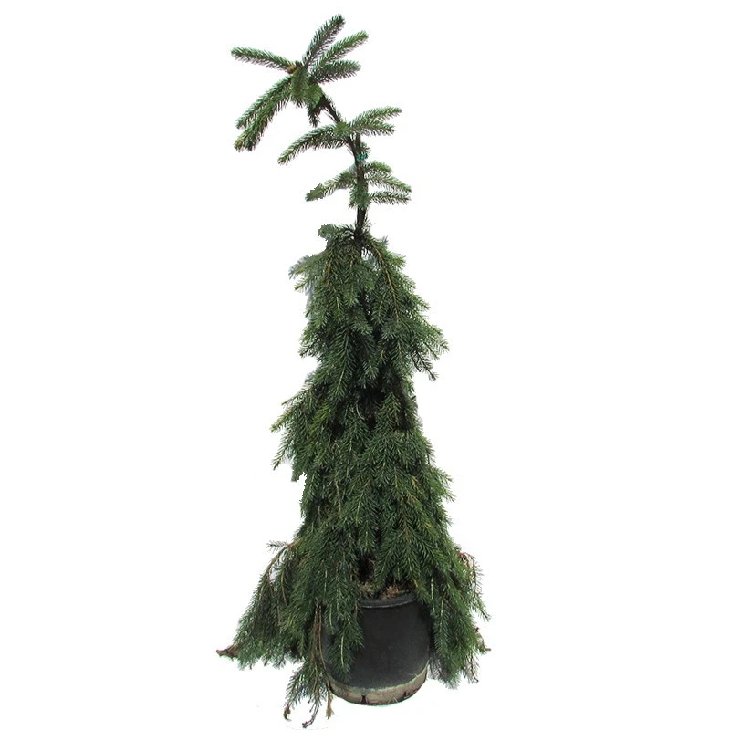 Picea Omorika Nana Pendula 3 Picea Omorika Nana Pendula