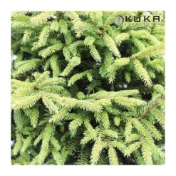 Picea Orientalis 9 Picea Orientalis -Wrights Tienda picea orientalis 2