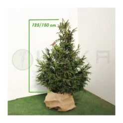 Picea Orientalis 10 Picea Orientalis -Wrights Tienda picea orientalis 3