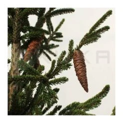 Picea Orientalis 11 Picea Orientalis -Wrights Tienda picea orientalis 4