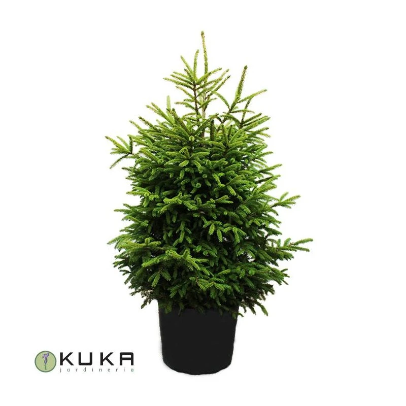 Picea Orientalis 3 Picea Orientalis