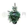 Picea Pungens Edith -Wrights Tienda picea pungens edith