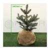 Picea Pungens Blue Diamond -Wrights Tienda picea pungens glauca