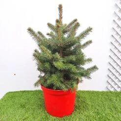 Picea Pungens Super Blue