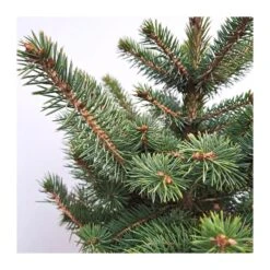 Picea Pungens Super Blue -Wrights Tienda picea pungens glauca 4