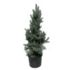 Abeto Azul. Picea Pungens Iseli Fastigiata -Wrights Tienda picea pungens iseli fastigiata