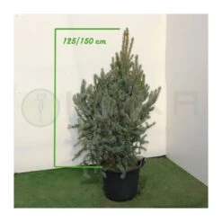 Abeto Azul. Picea Pungens Iseli Fastigiata -Wrights Tienda picea pungens iseli fastigiata 2