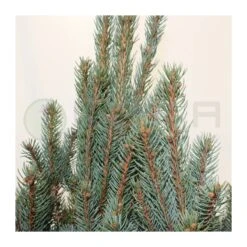 Abeto Azul. Picea Pungens Iseli Fastigiata -Wrights Tienda picea pungens iseli fastigiata 3