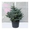 Picea Pungens Montgomery -Wrights Tienda picea pungens montgomery