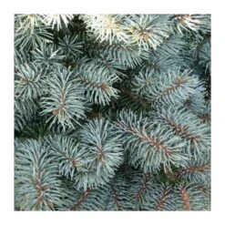 Picea Pungens Montgomery -Wrights Tienda picea pungens montgomery 1 1