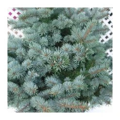 Picea Pungens Montgomery -Wrights Tienda picea pungens montgomery 1 2