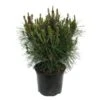 Pino Densiflora Alice Verkade -Wrights Tienda pino densiflora alice verkade