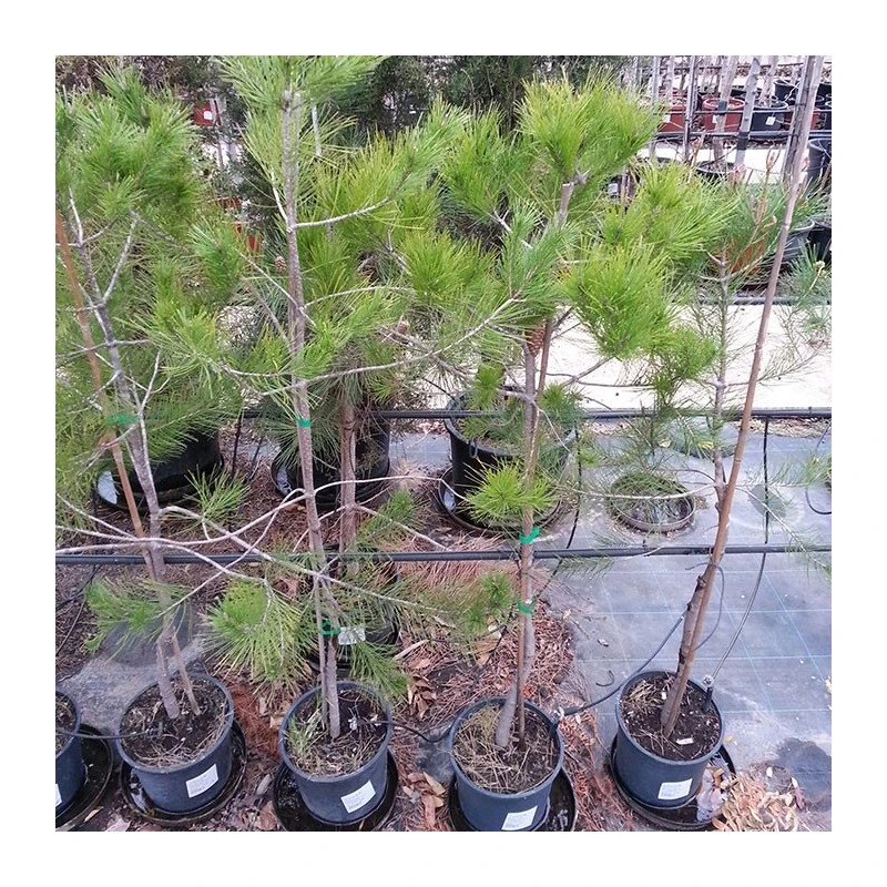 Pino Halepensis 3 Pino Halepensis