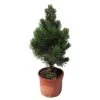 Pino Heldreichii Compact Gem -Wrights Tienda pino heldreichii compact gem