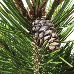 Pino Heldreichii Compact Gem -Wrights Tienda pino heldreichii compact gem 2