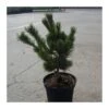 Pino Blanco Japonés. Pinus Parviflora Negishi -Wrights Tienda pino mugo humpy