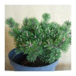 Pino Mugo Humpy -Wrights Tienda pino mugo humpy 3