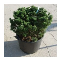 Pino Mugo Humpy -Wrights Tienda pino mugo humpy 4