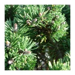 Pino Mugo Humpy -Wrights Tienda pino mugo humpy 5