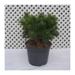 Pino Mugo Humpy -Wrights Tienda pino mugo humpy 6