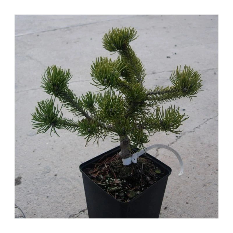 Pino Mugo Klostergun 3 Pino Mugo Klostergun