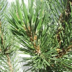 Pino Mugo Rigi 7 Pino Mugo Rigi -Wrights Tienda pino mugo rigi 2