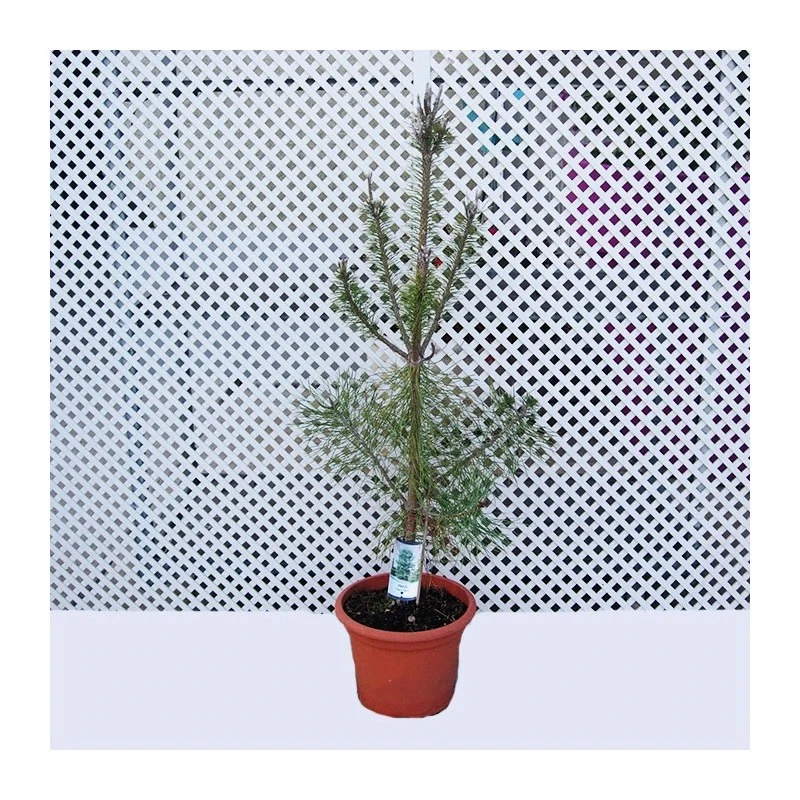 Pino Nigra 3 Pino Nigra