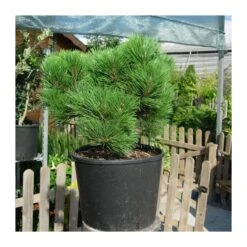 Pino Nigra 7 Pino Nigra -Wrights Tienda pino nigra 1 2