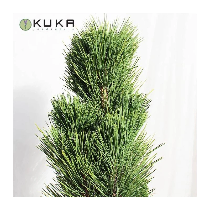 Pino Nigra Pyramidalis 4 Pino Nigra Pyramidalis - Imagen 2