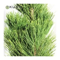 Pino Nigra Pyramidalis 7 Pino Nigra Pyramidalis -Wrights Tienda pino nigra pyramidalis 2