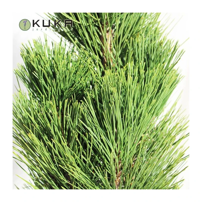 Pino Nigra Pyramidalis 5 Pino Nigra Pyramidalis - Imagen 3