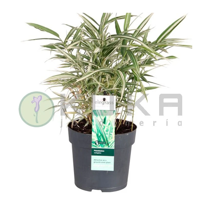Pleioblastus Variegatus 3 Pleioblastus Variegatus