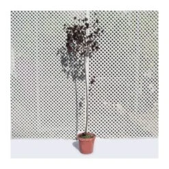 Prunus Pisardi -Wrights Tienda prunus pisardi 2