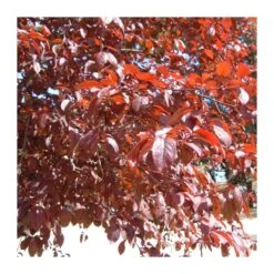 Prunus Pisardi -Wrights Tienda prunus pisardi 3