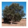 Quercus Suber -Wrights Tienda quercus suber