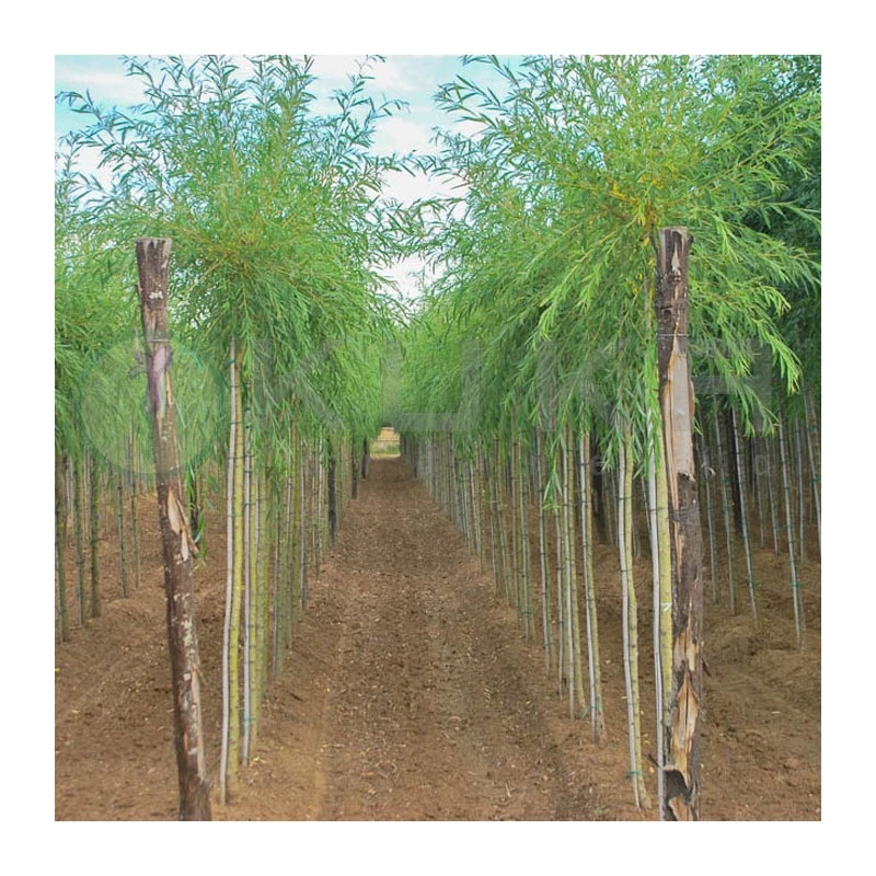 Salix Alba Vitellina EJEMPLAR 4 Salix Alba Vitellina EJEMPLAR - Imagen 2