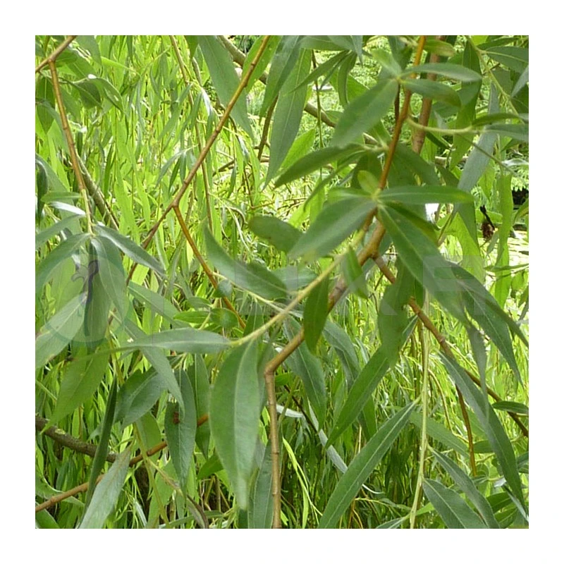 Salix Alba Vitellina EJEMPLAR 3 Salix Alba Vitellina EJEMPLAR