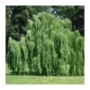 Salix Babylonica Pendula EJEMPLAR 1 Salix Babylonica Pendula EJEMPLAR -Wrights Tienda salix babylonica pedula