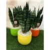 Sansevieria Trifasciata Verde Con Maceta Cerámica Amarillo -Wrights Tienda sansevieria trifasciata verde con cubre maceta