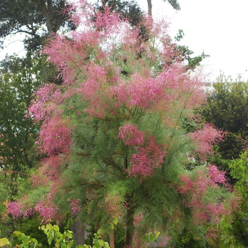 Tamarix Ramosisima Pink Cascade 4 Tamarix Ramosisima Pink Cascade - Imagen 2