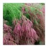Tamarix Ramosisima Pink Cascade 1 Tamarix Ramosisima Pink Cascade -Wrights Tienda tamarix ramosisima pink cascade