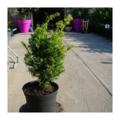 Tejo Baccata Semperaurea