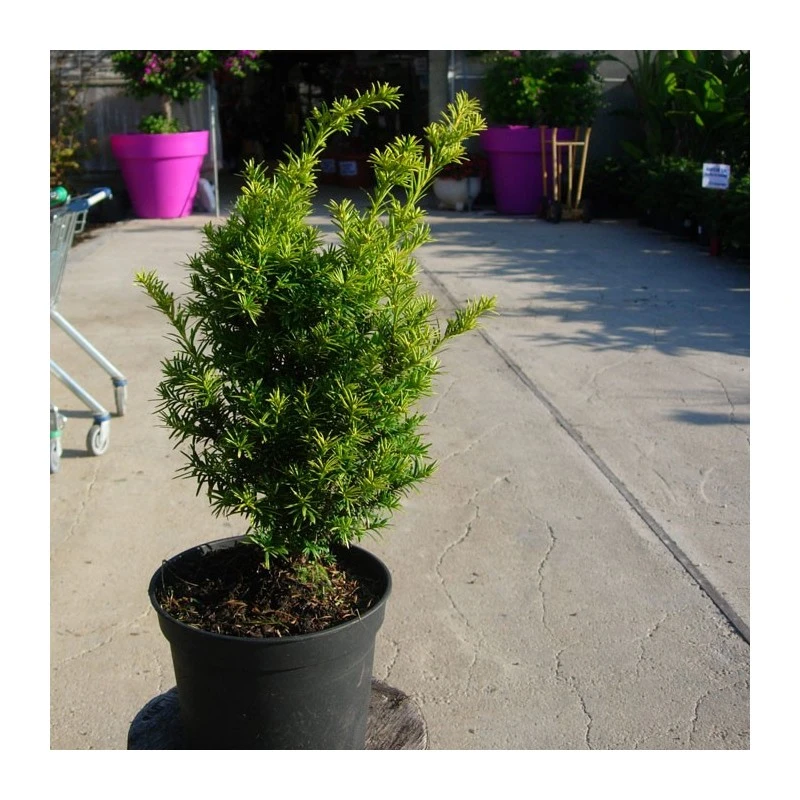 Tejo Baccata Semperaurea 3 Tejo Baccata Semperaurea