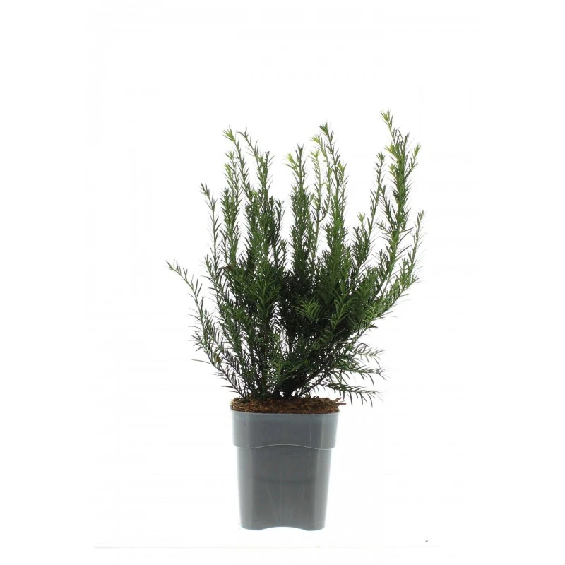 Tejo Media Groenland 3 Tejo Media Groenland