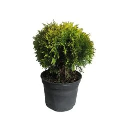 Tuya Occidentalis Danica Aurea