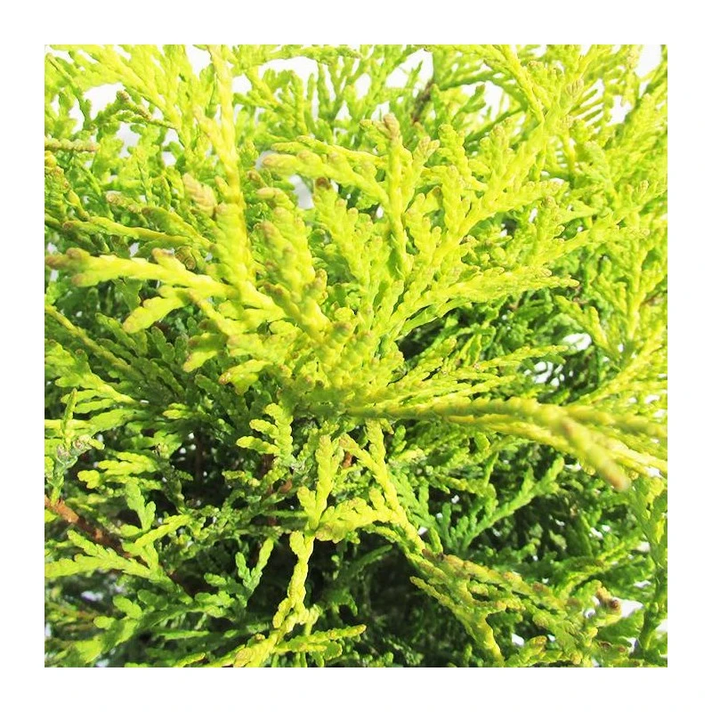 Tuya Occidentalis Golden Globe 4 Tuya Occidentalis Golden Globe - Imagen 2