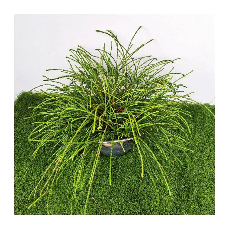 Tuya Plicata Whipcord 4 Tuya Plicata Whipcord - Imagen 2