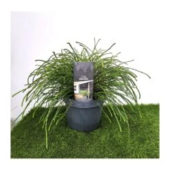 Tuya Plicata Whipcord 7 Tuya Plicata Whipcord -Wrights Tienda tuya plicata whipcord 2