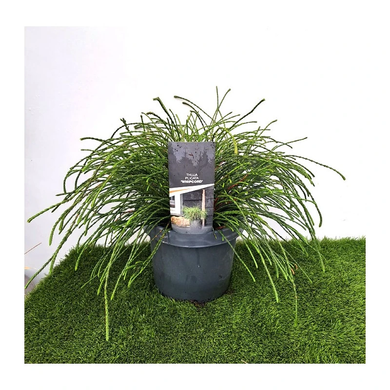 Tuya Plicata Whipcord 5 Tuya Plicata Whipcord - Imagen 3